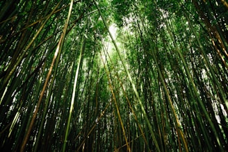 Tall bamboo stalks densely packed together, creating a lush green canopy overhead. Sunlight filters through the leaves, casting a gentle illumination on the stalks.