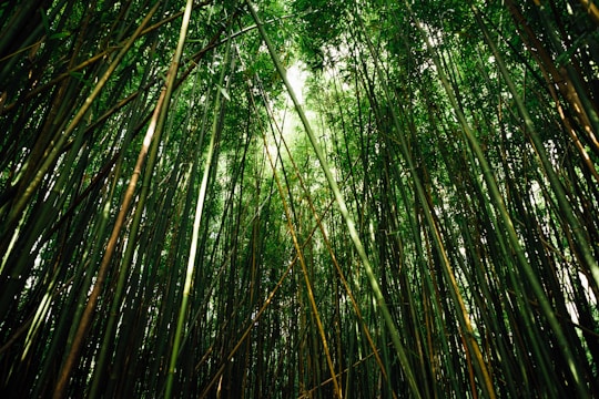 Tall bamboo stalks densely packed together, creating a lush green canopy overhead. Sunlight filters through the leaves, casting a gentle illumination on the stalks.