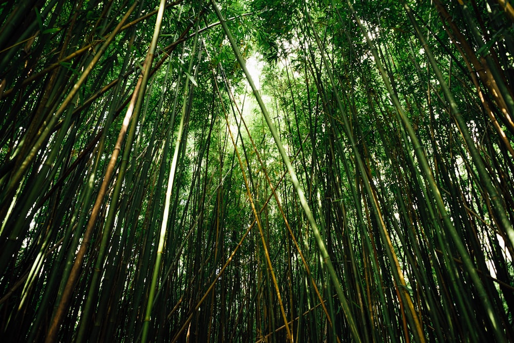 Japanese Bamboos in worm's eye view photography