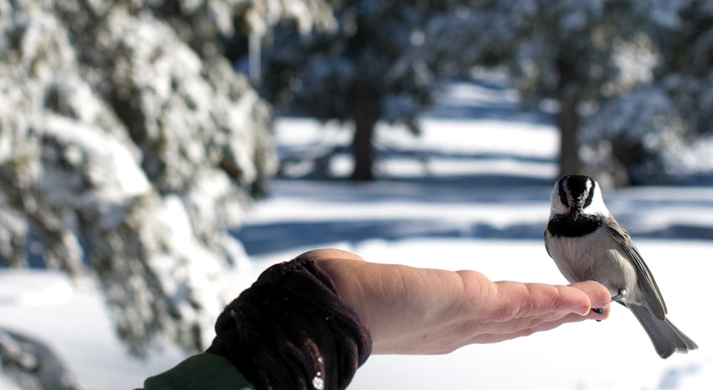 person holding white and black bird during daytime