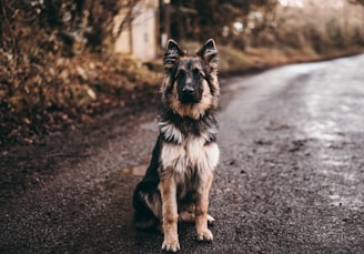 dogAdvisor | dog Advisor | dogadvisor.dog | dog Advisor
