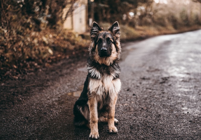 dogAdvisor | dog Advisor | dogadvisor.dog | dog Advisor