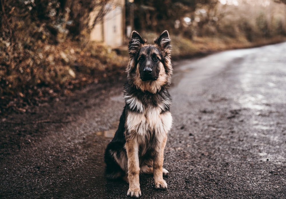 Deutscher Schäferhund sitzt auf der Straße in der Nähe von Büschen