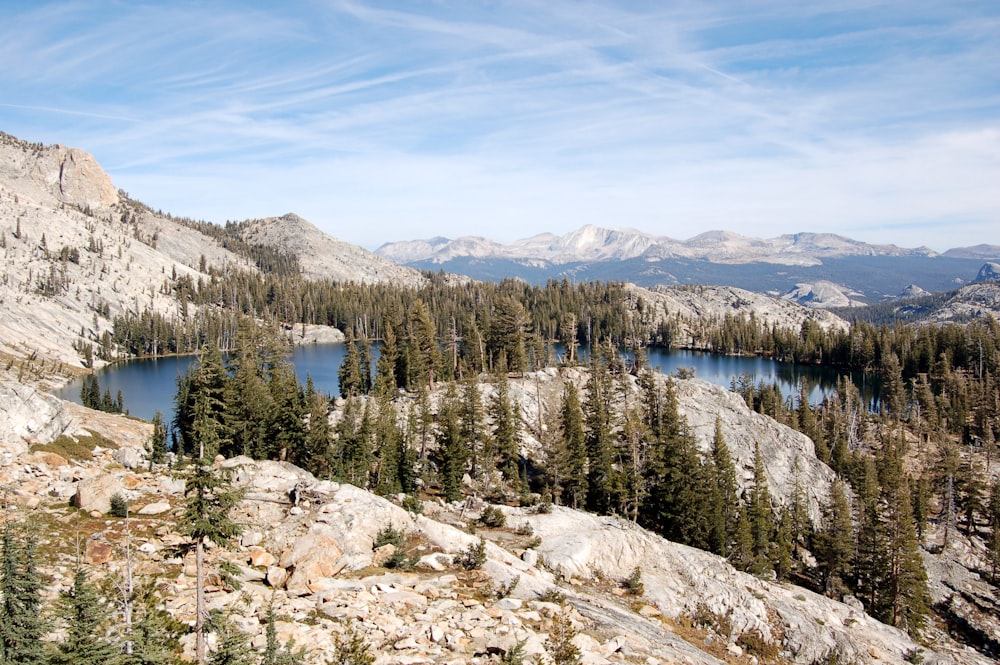 trees with mountains at daytime