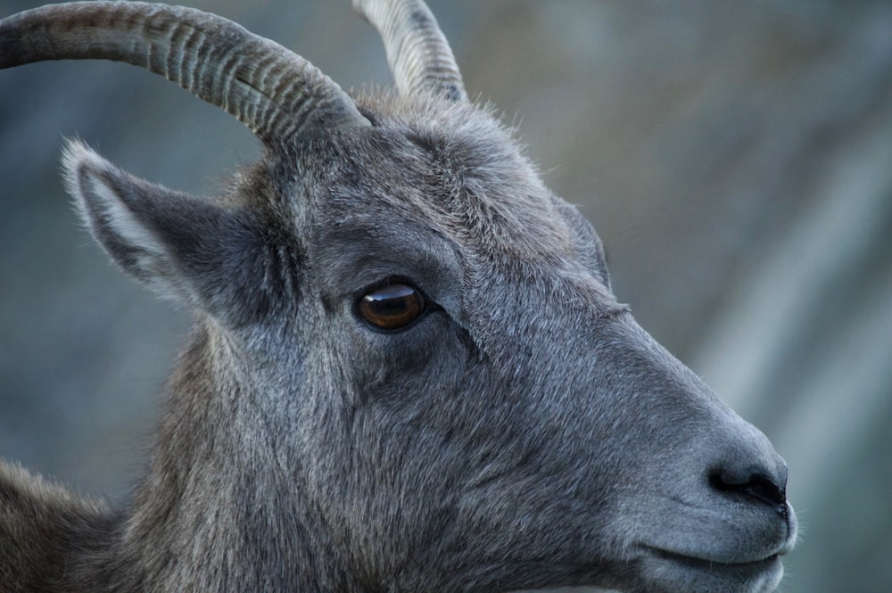 short-coated gray goat