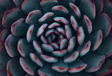 teal and red succulent plant