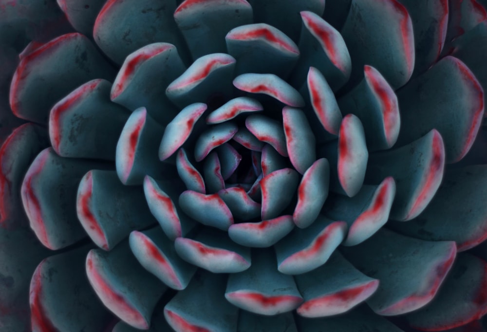 teal and red succulent plant
