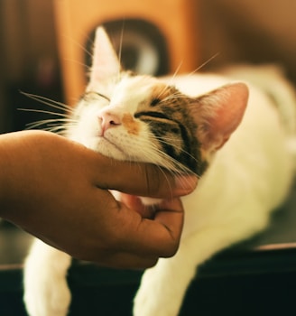 shallow focus photography of white and brown cat