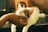 shallow focus photography of white and brown cat