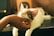 shallow focus photography of white and brown cat