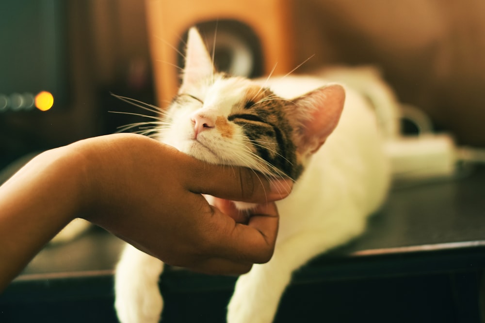 Fotografia de foco raso de gato branco e marrom