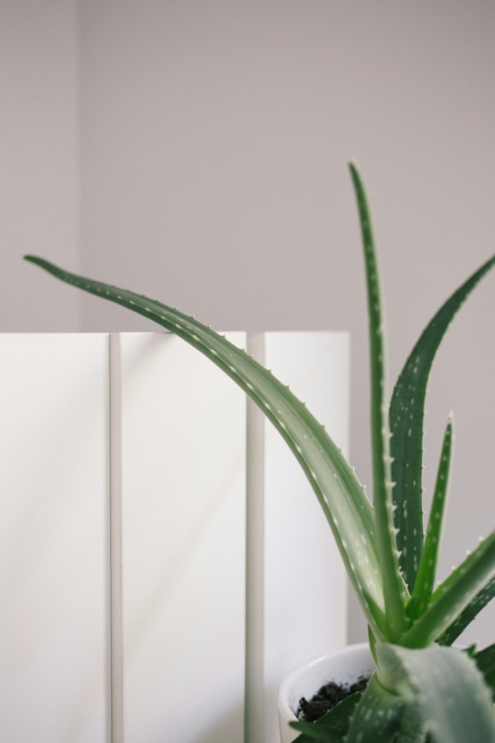 Aloe vera plant on pot near wall