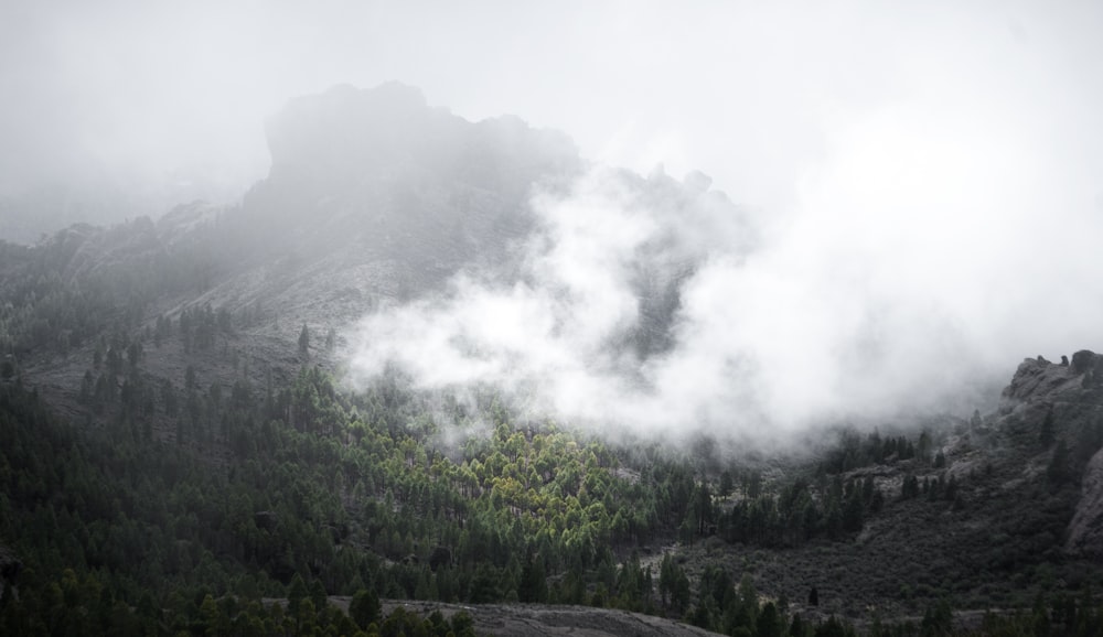 white smoke over forest