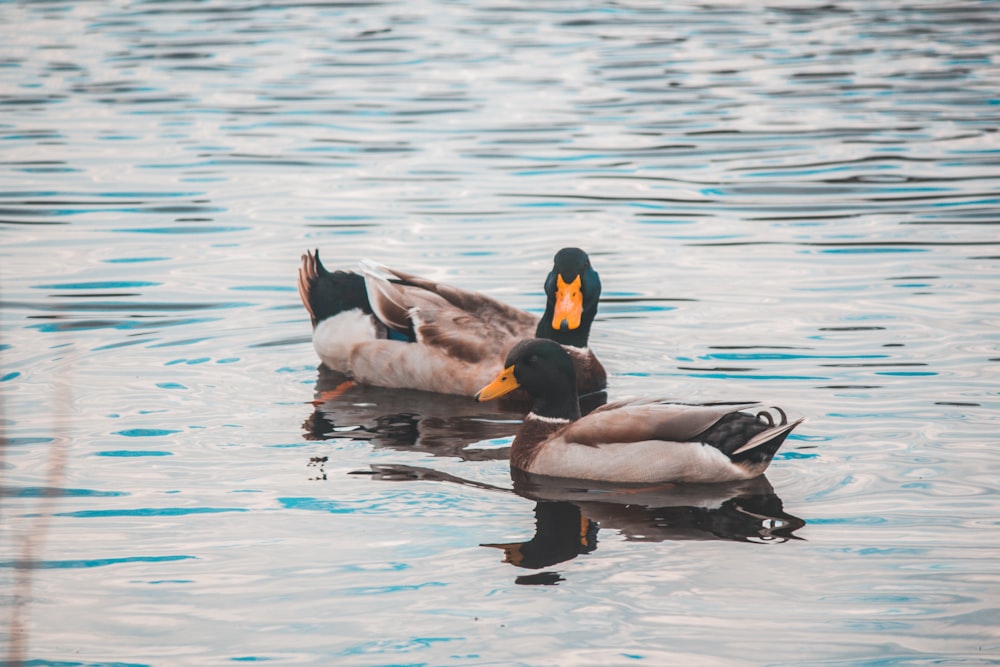 two male mallard ducks on body of water