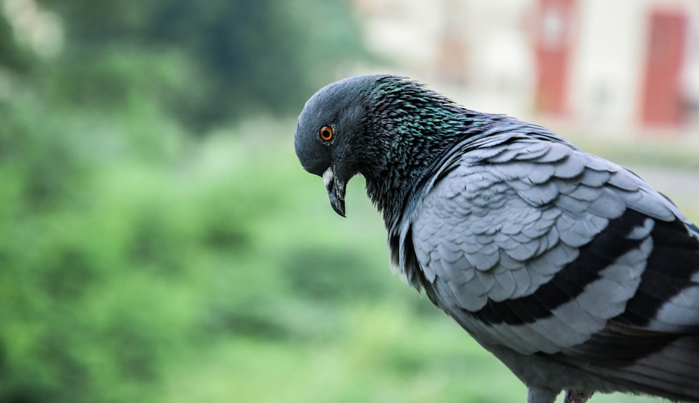 selective focus photography of pigeon