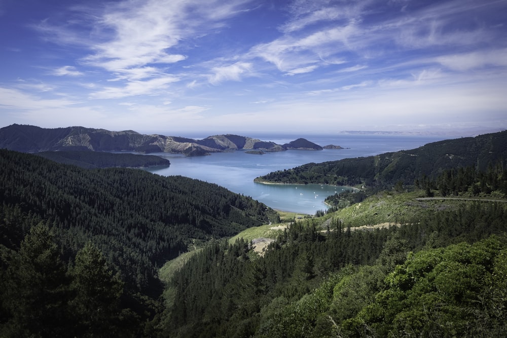 alberi a foglia verde vicino all'acqua durante il giorno