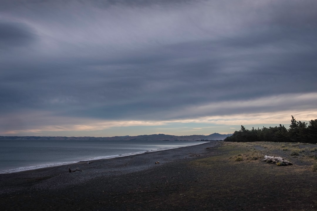 photo of shoreline nearby sea with trees