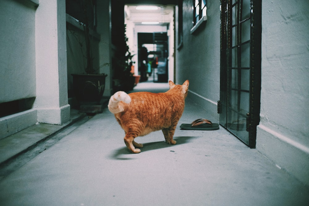 orange cat standing on gray concrete pathway