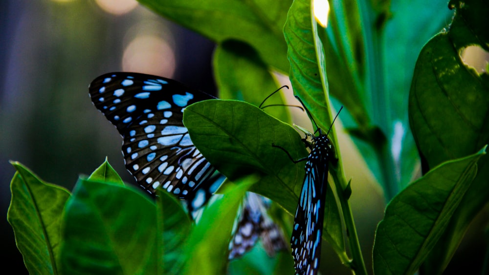 perching blue and black butterfly