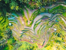 aerial photography of rice terraces during daytime