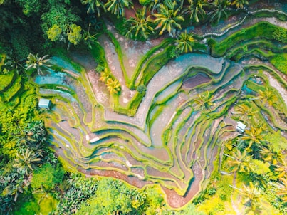 aerial photography of rice terraces during daytime
