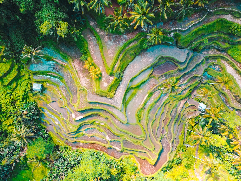fotografia aérea de terraços de arroz durante o dia