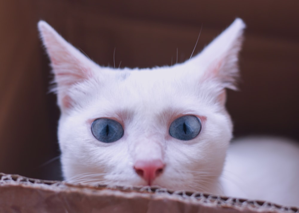 Weiße Katze auf Schachtel
