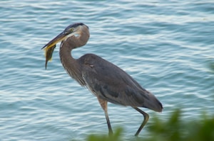 Elegant Blue Heron Model