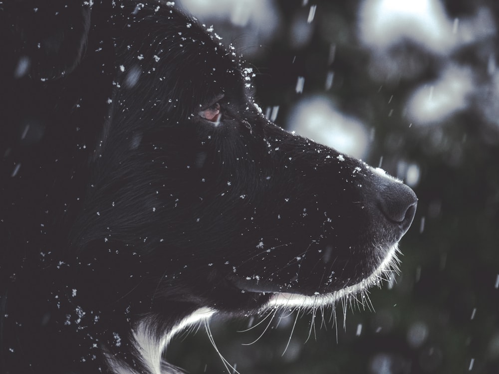shallow focus photo of black dog