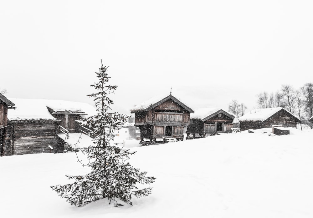 Photographie de vue aérienne d’un pin près des maisons