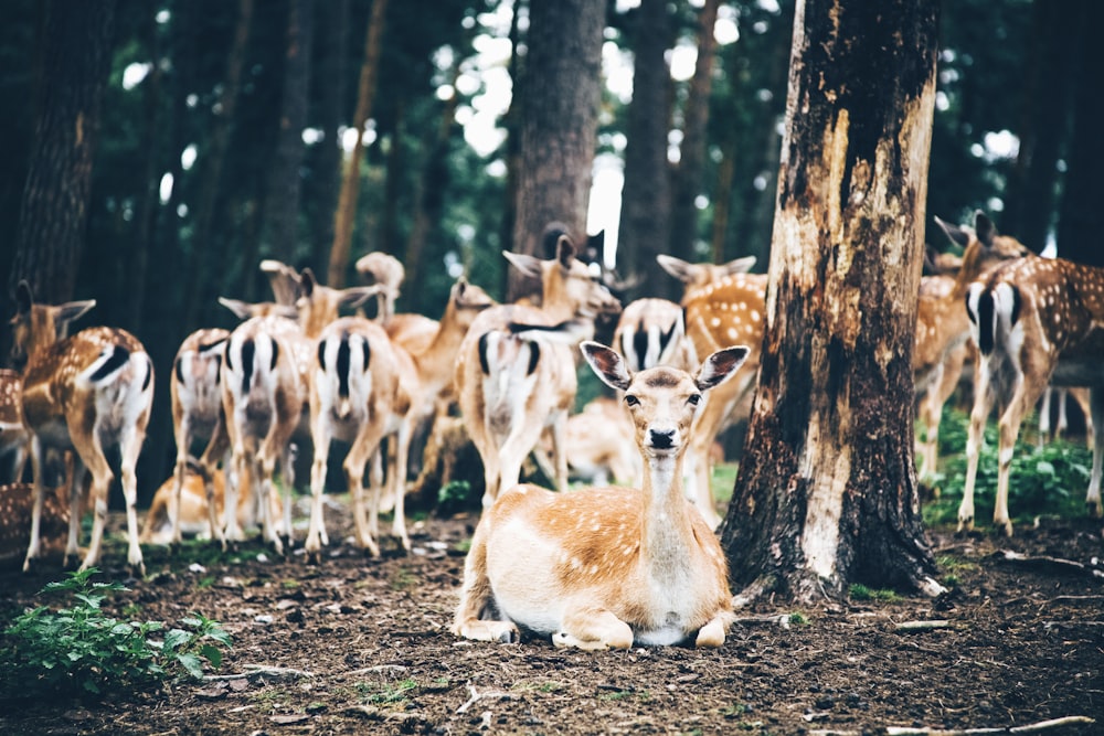 grupo de ciervos en el bosque durante el día