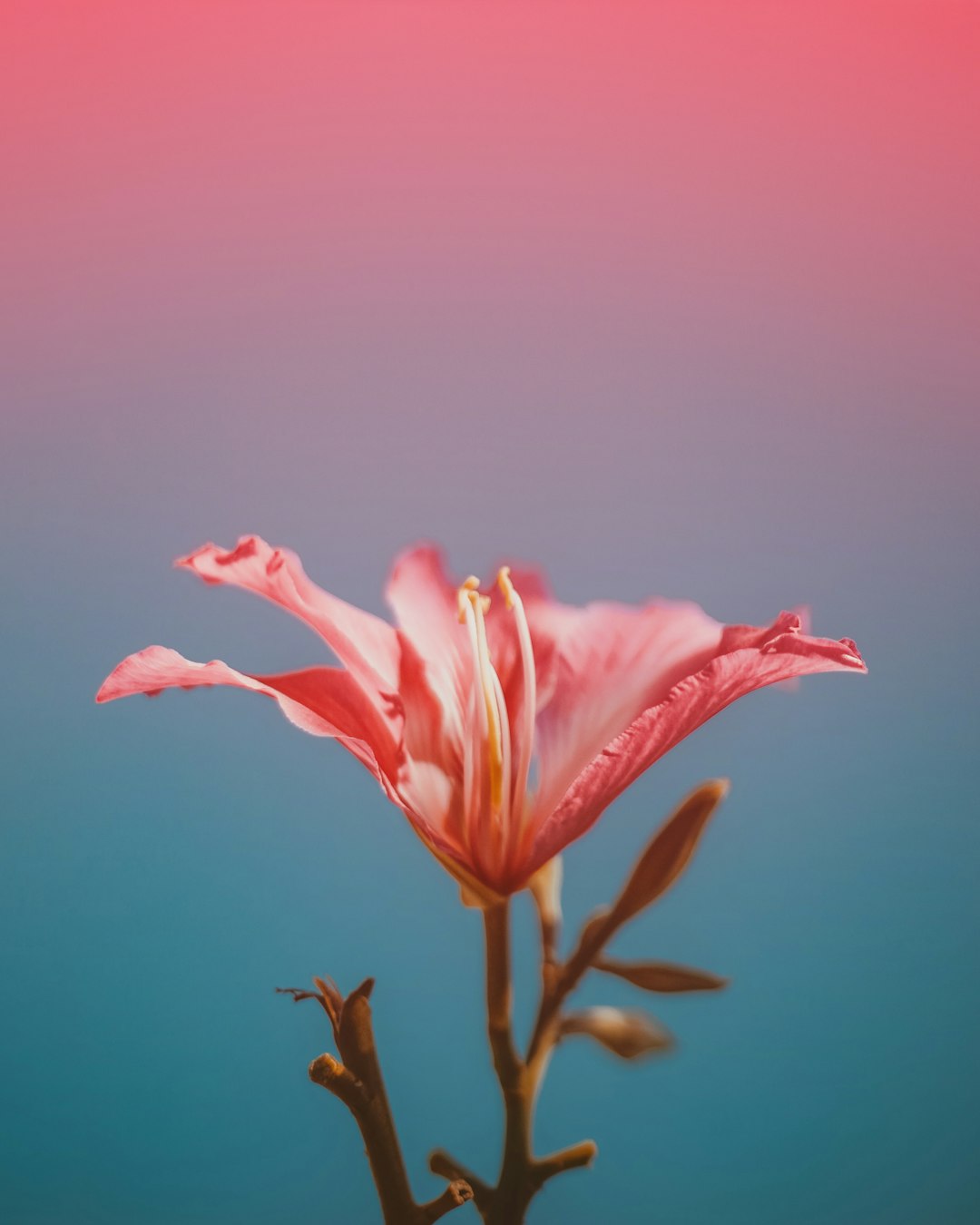 pink flower closeup photo