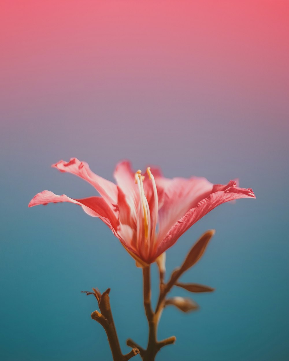 Foto de primer plano de flor rosa