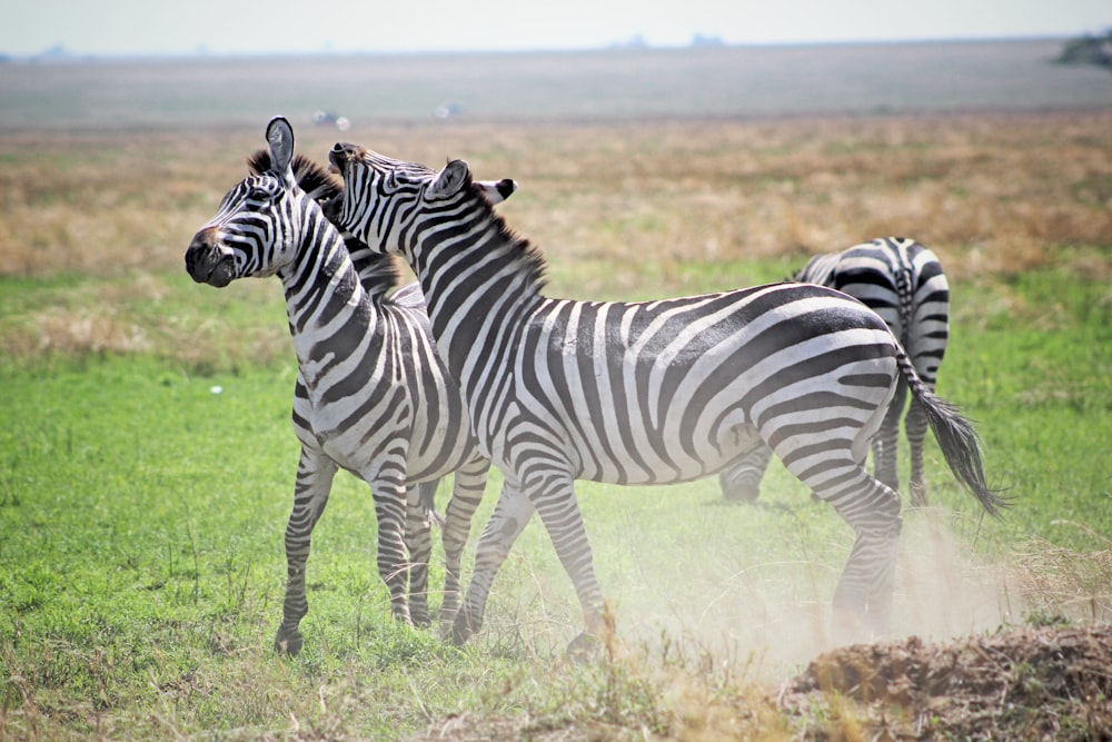 three zebras playing on green grass field during daytime