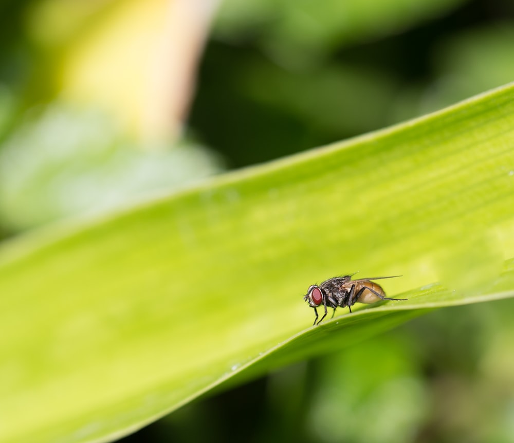 common housefly on green plant