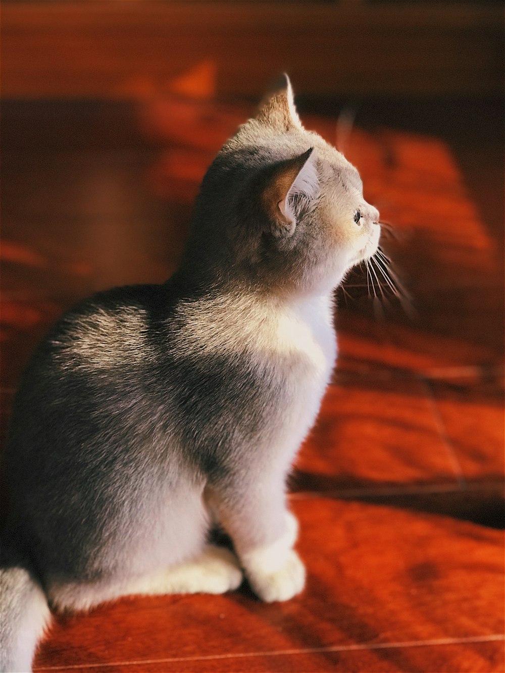 cat sitting on table