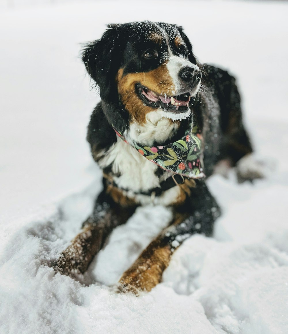 photo of brown and black border collie lying on snow