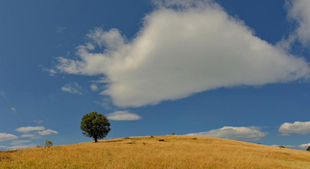 green tree and grass field at daytime