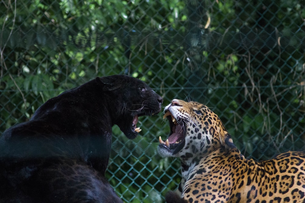 black jaguar and brown and black leopard fighting