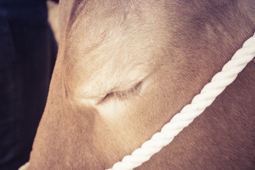 Close-up of a cow's swollen lymph nodes indicating infection.
