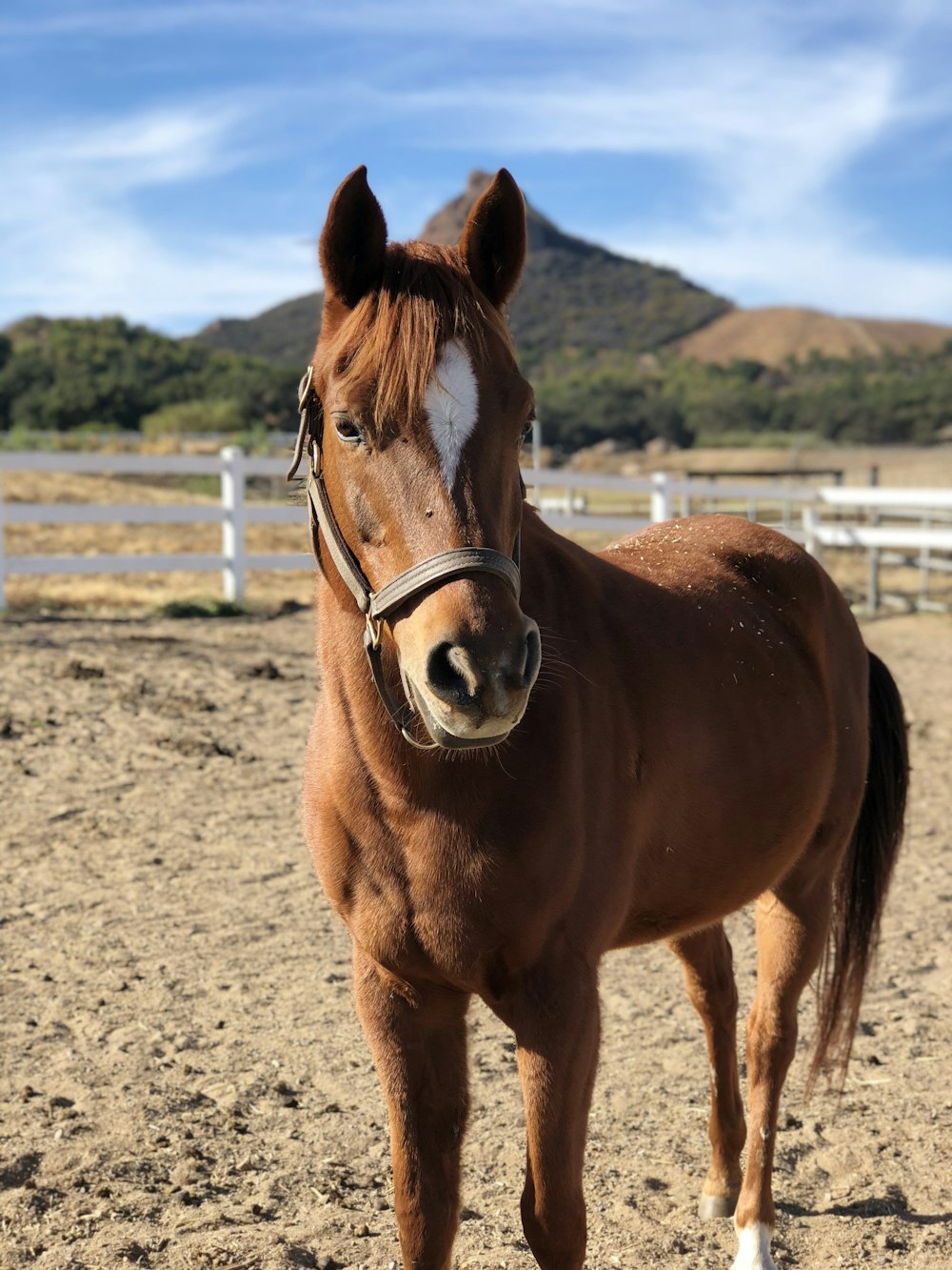 Foto de foco do cavalo marrom e branco perto da cerca sob o céu azul durante o dia