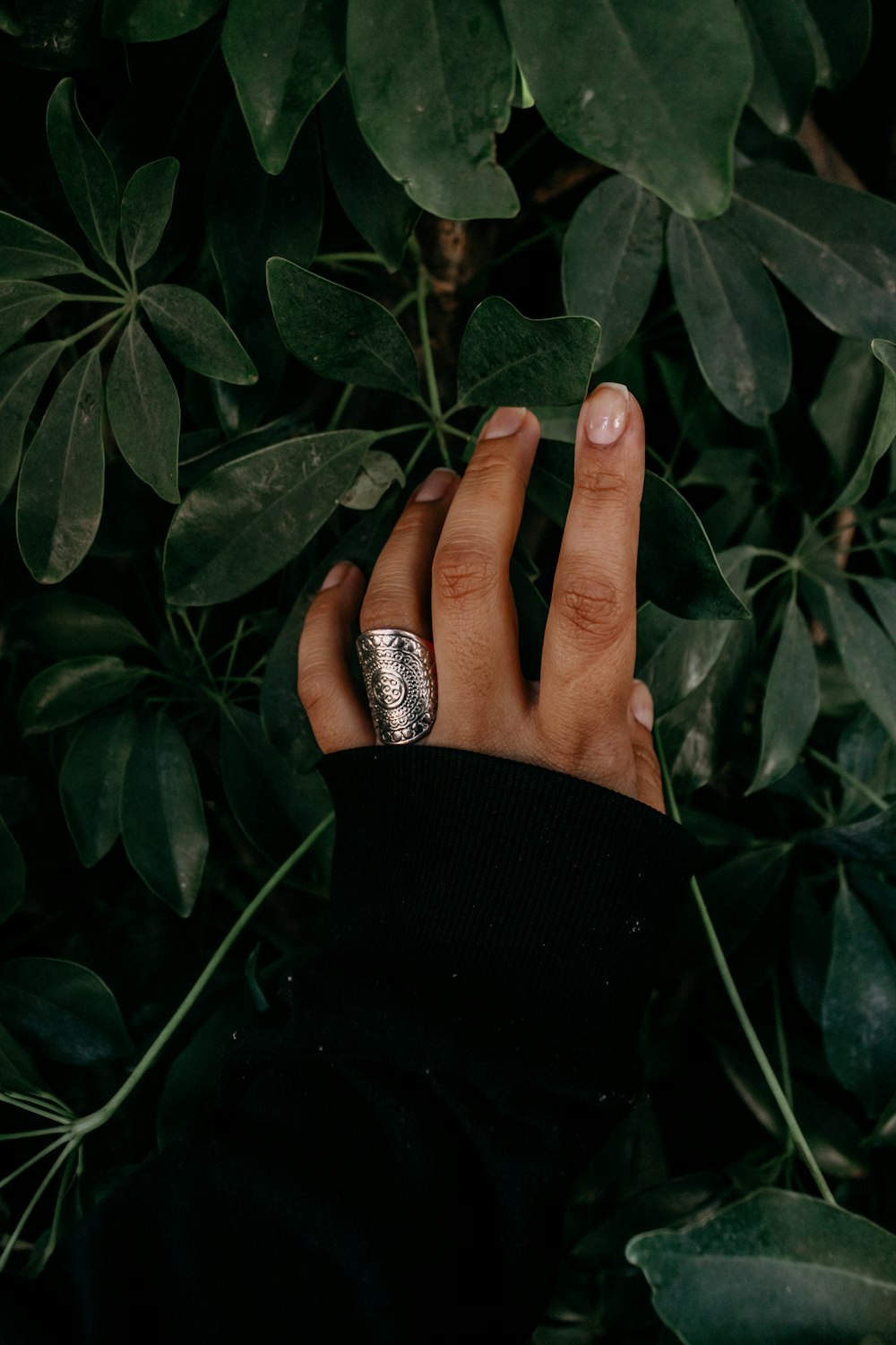 persona que lleva un anillo de color plateado y sostiene hojas verdes