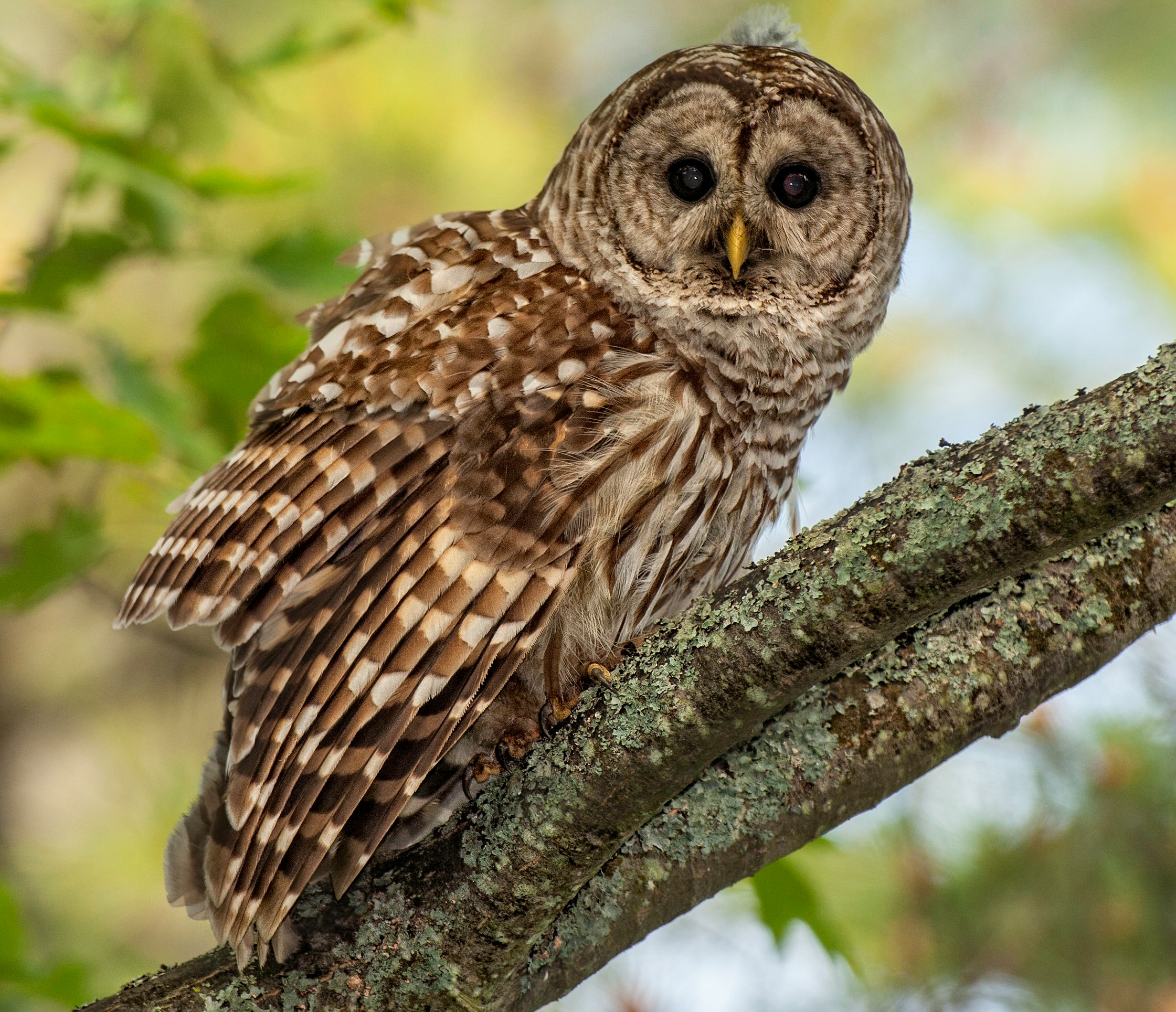 brown owl perched on brown wooden tree during daytime