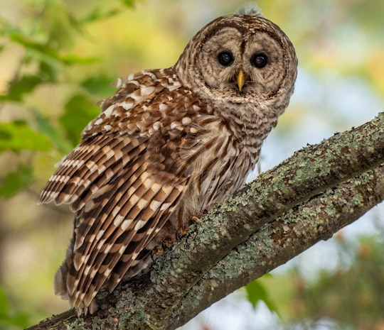 brown owl perched on brown wooden tree during daytime in Interlochen State Park United States