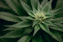green leafed plant