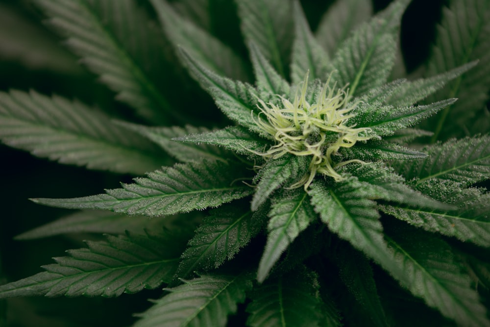 planta de hojas verdes, un espécimen de flores de cannabis medicinal