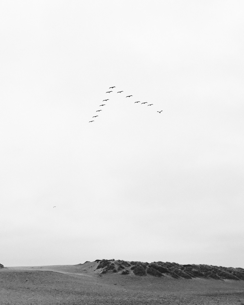 Foto en escala de grises de pájaros volando