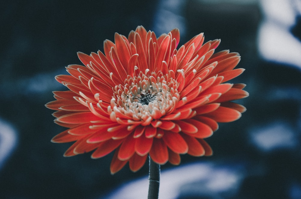 Rote Blumen in der Flachschärfefotografie