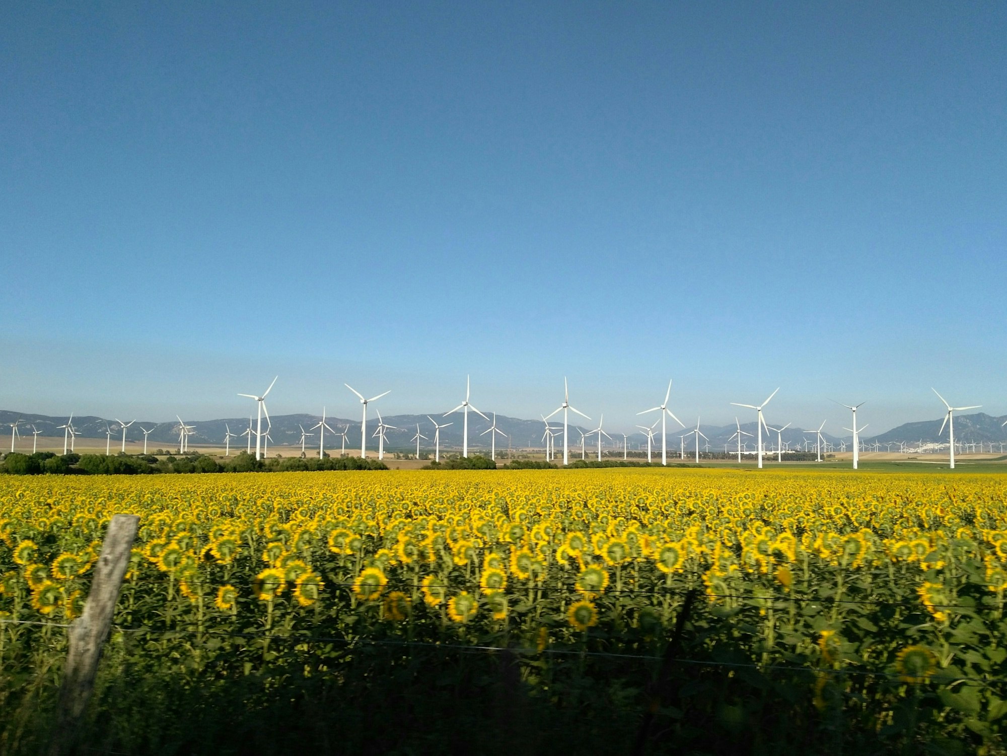 This picture was taken during a trip between Sevilla and Marbella. I focus the camera to the windmills to contrast with the sunflowers moving on purpose so did we drive the car to get this effect. It was a family trip full of amaizing vews on the road.
