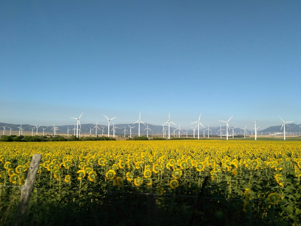field of white wind turbines